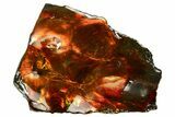 Iridescent Ammolite (Fossil Ammonite Shell) - Fiery Red #310344-1